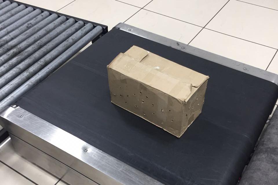 В Кольцово задержали пассажира с голубями в ручной клади - Фото 1