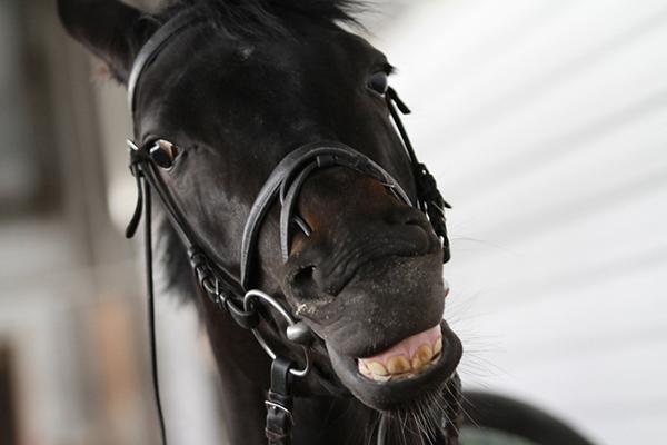 Свердловские кочевники взяли золото и бронзу в Киргизии - Фото 1