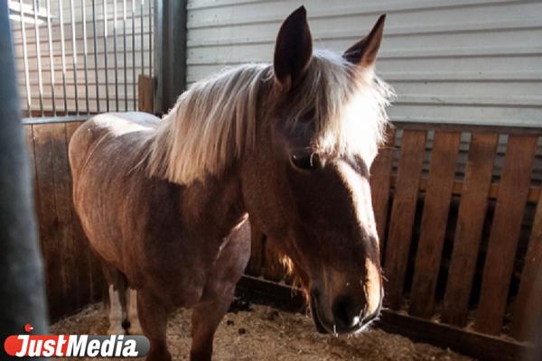 В Свердловской области сгорела конюшня - Фото 1