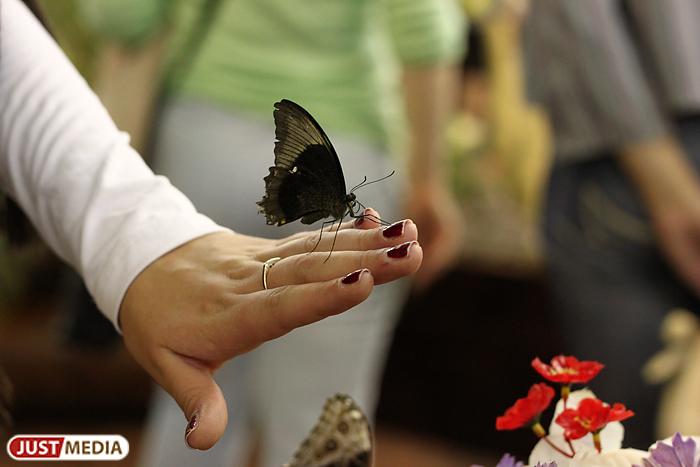 Обитатели Парка бабочек не пережили встречи с первоклассниками  - Фото 1