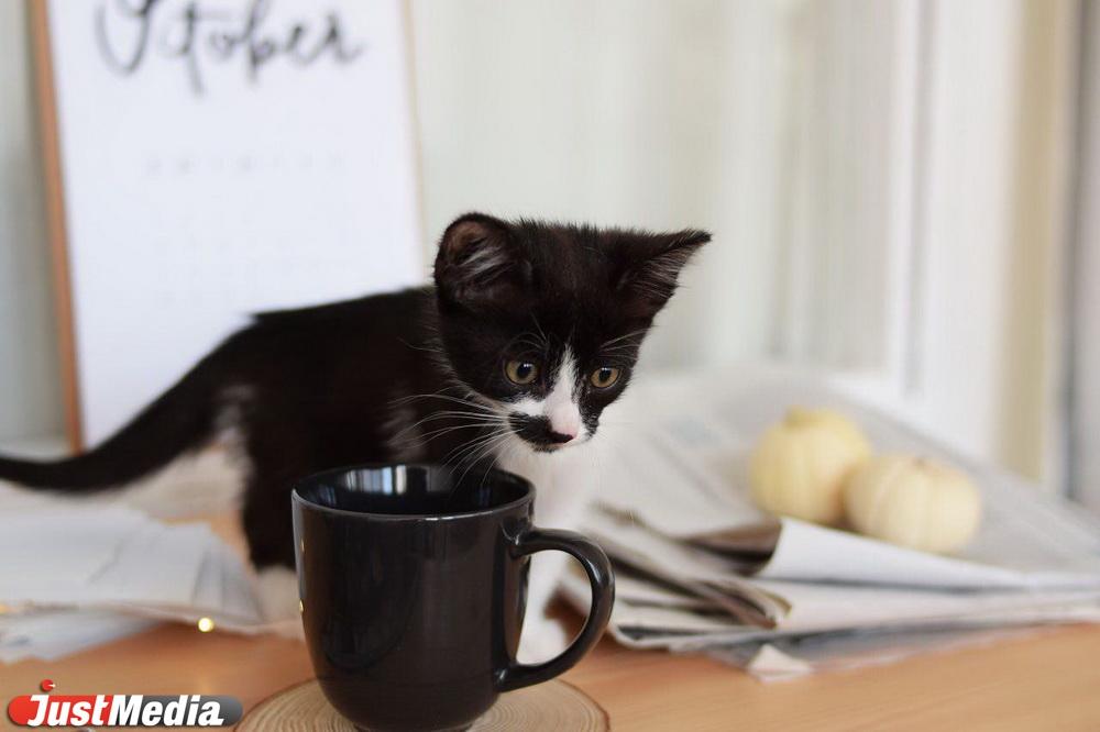 Безымянный котенок-путешественник ищет дом через JUSTПУХ - Фото 1