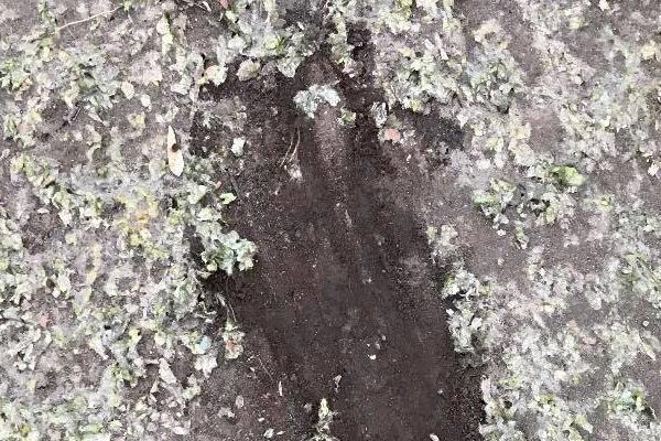 «Результат не соответствует техзаданию». Общественник Беззуб и депутат гордумы Жуков проверили восстановленные газоны в Кировском районе - Фото 1