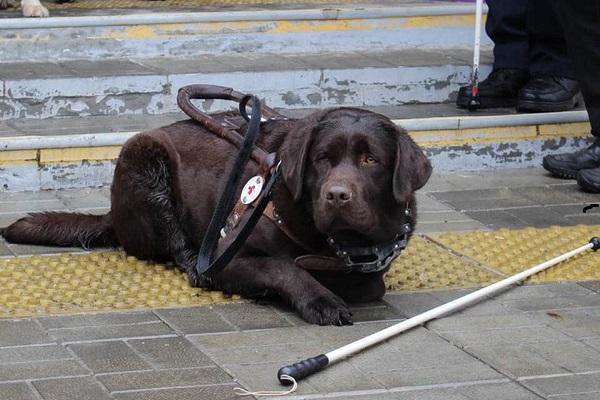 Свердловские власти и депутаты решили собрать деньги на реабилитацию сбитого пса-поводыря из Березовского - Фото 1
