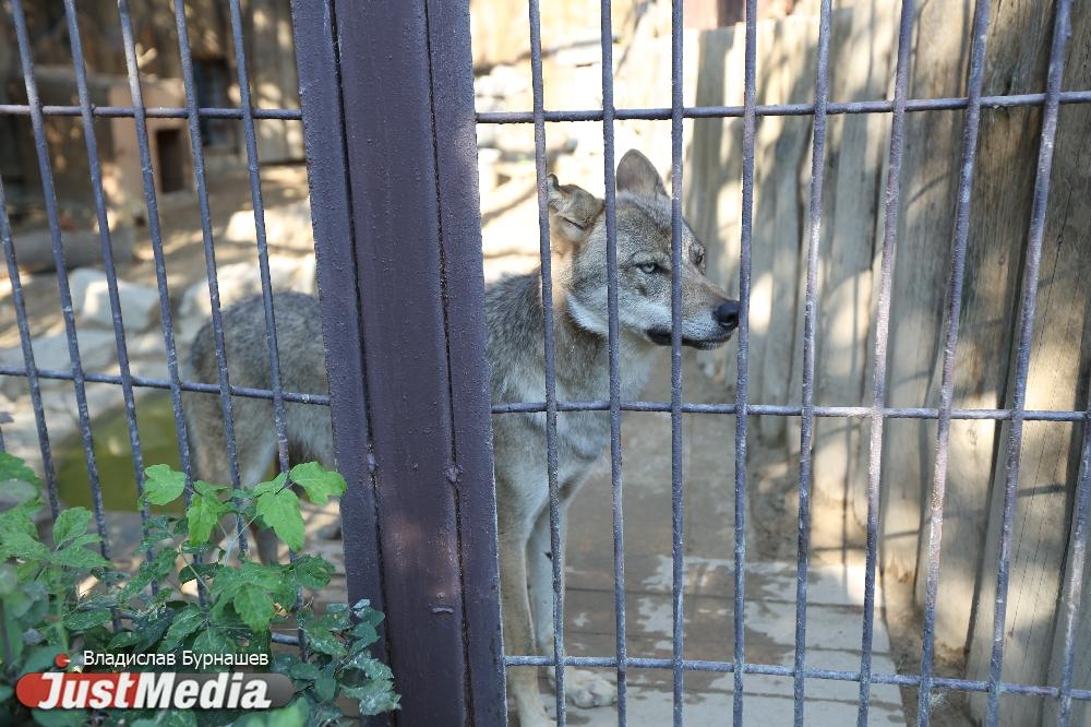 В Свердловской области до конца года появится новая Красная книга - Фото 1