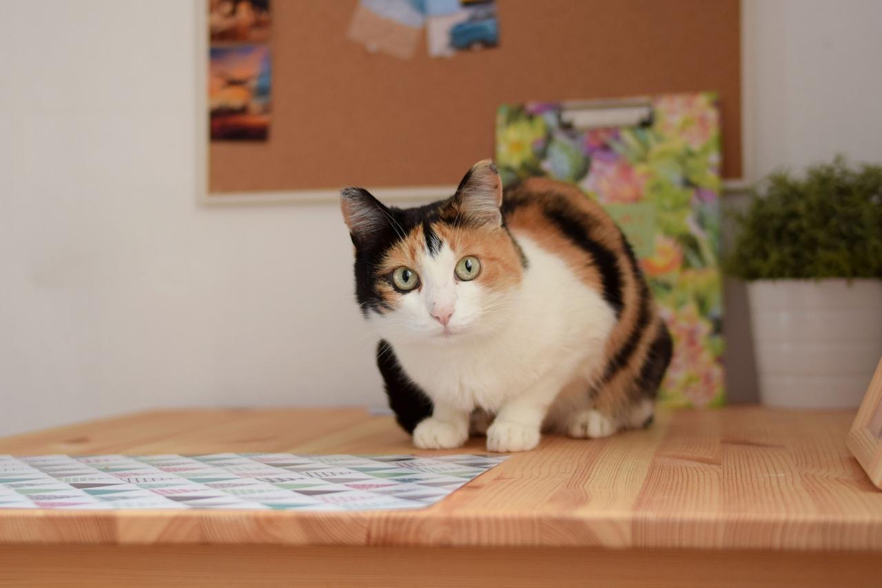 Пушистик Санни с большими удивленными глазами ищет дом через JUSTПУХ  - Фото 1