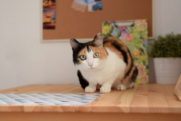 Пушистик Санни с большими удивленными глазами ищет дом через JUSTПУХ  - Фото 1