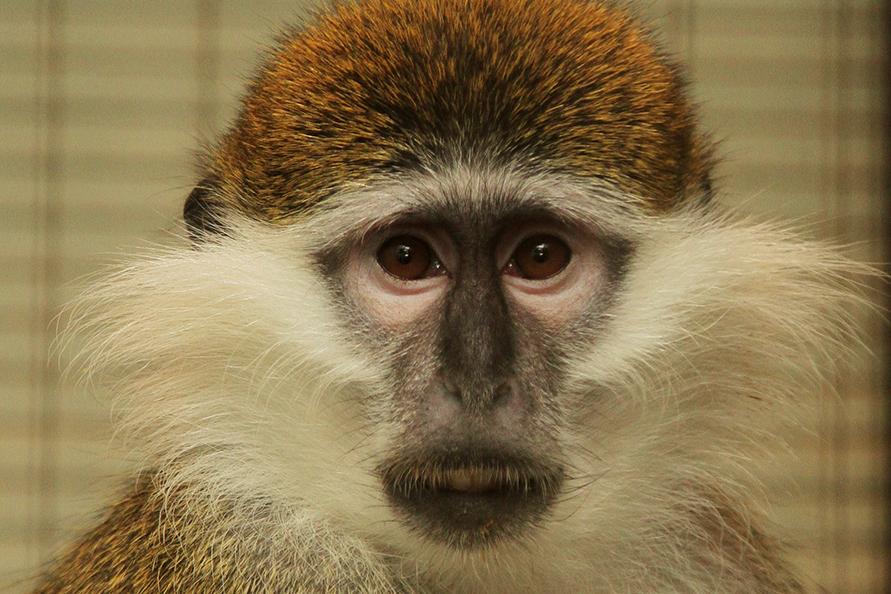 В Екатеринбургском зоопарке поселились три верветки  - Фото 1