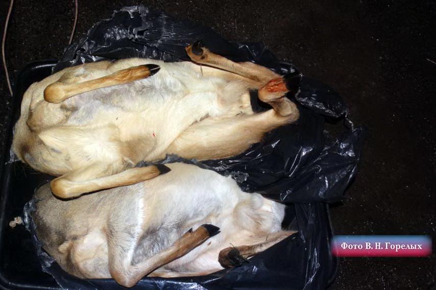 Уральские браконьеры отстреливали косуль по «заячьим» путевкам - Фото 1