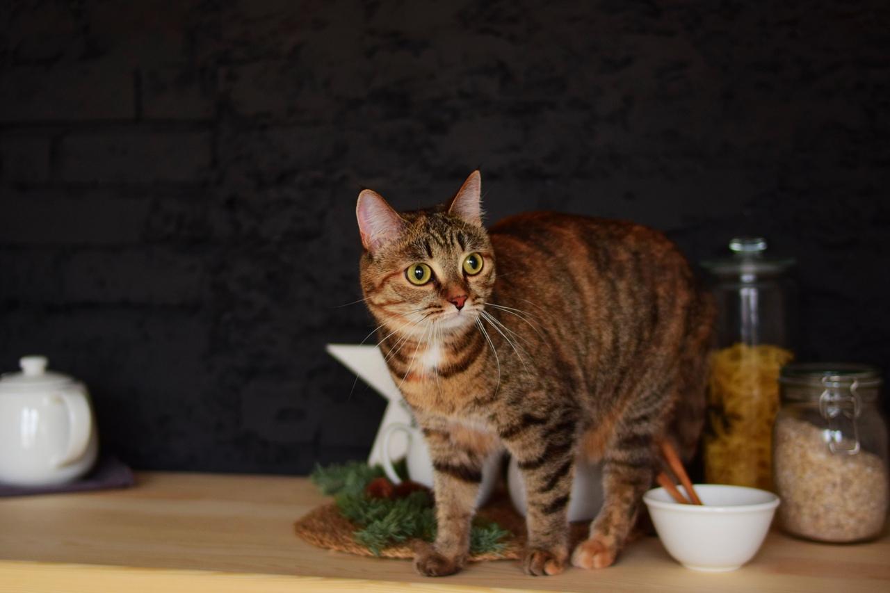 Шотландка Ава, которая обожает тепло и уют, ищет дом через JUSTПУХ - Фото 1