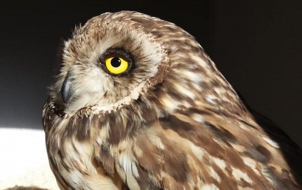 Жительница Екатеринбурга забрала из леса больную сову и теперь выхаживает ее - Фото 1