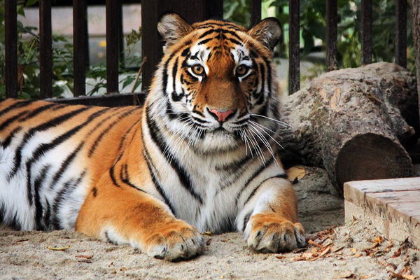 Амурскую тигрицу выпустили к посетителям Екатеринбургского зоопарка - Фото 1