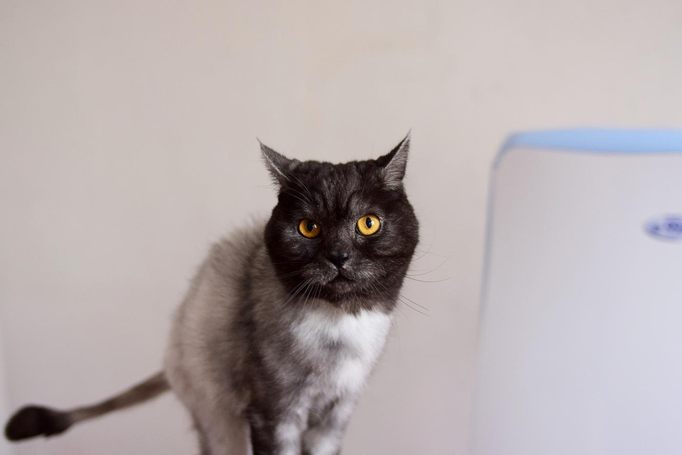 Мяукающий Талисман хочет принести в дом удачу, он ищет дом через JUSTПУХ - Фото 1