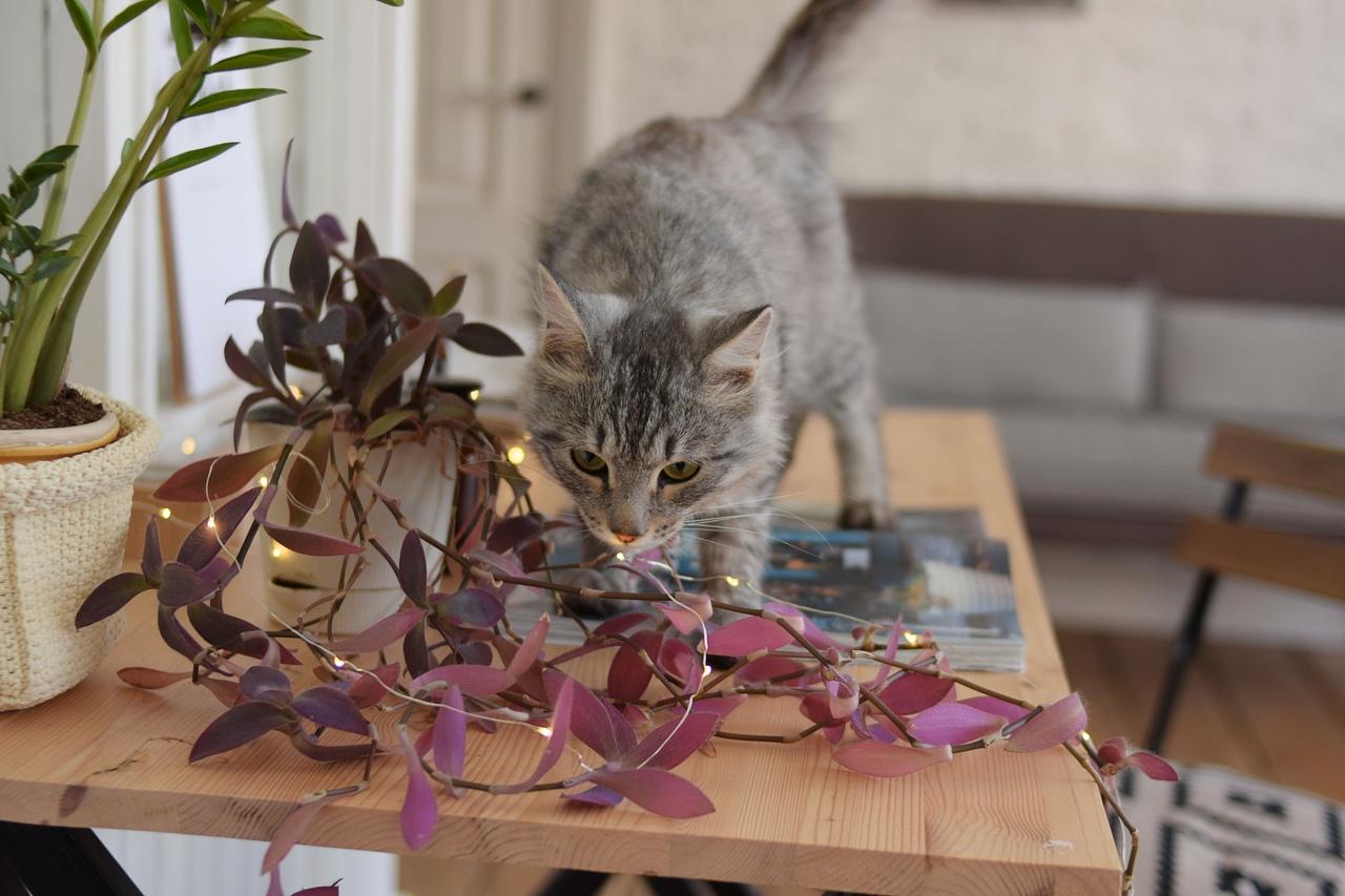 Матроскин стал брутальным и собирается покорить сердца новых хозяев - Фото 1