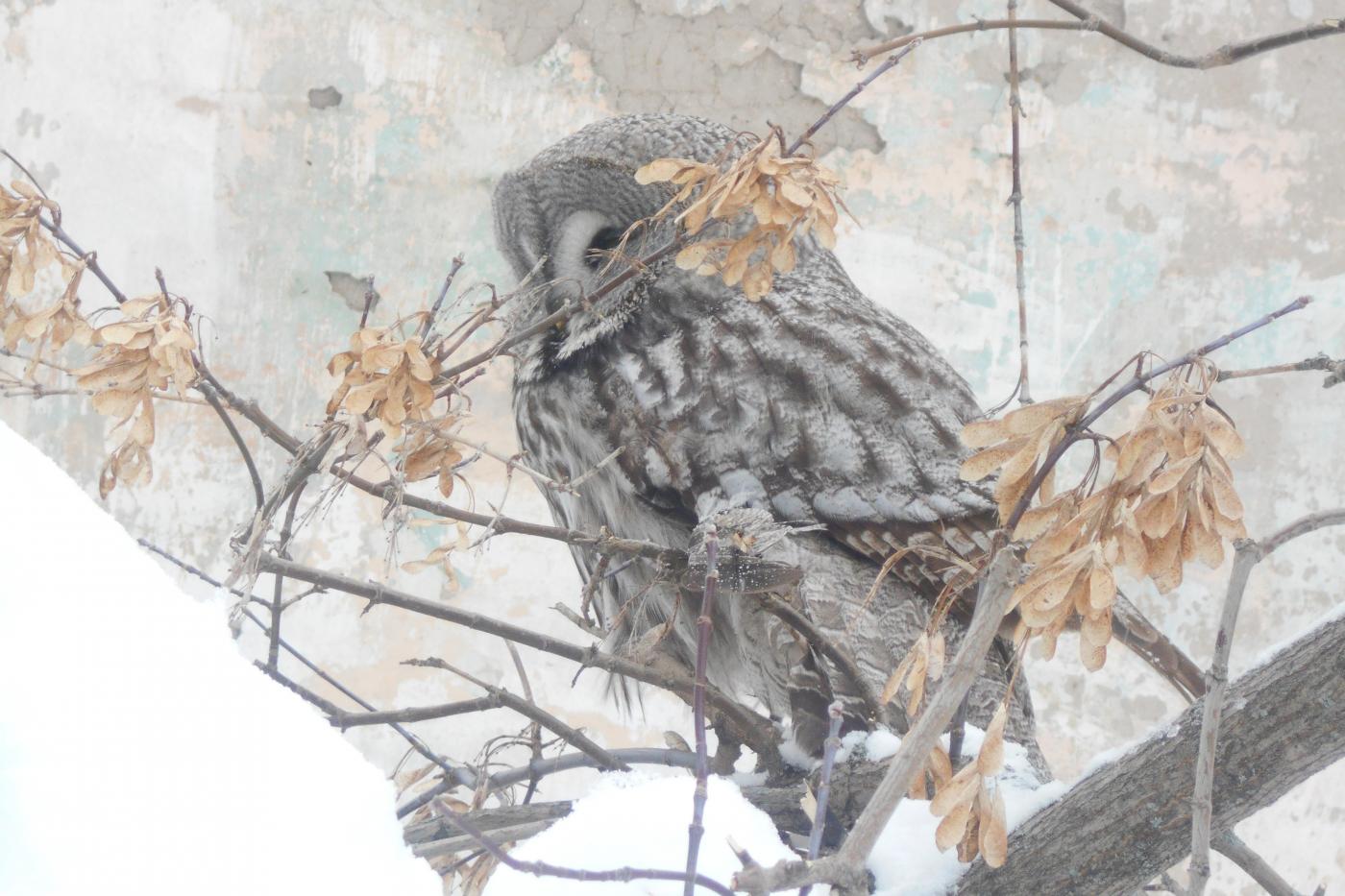  В Нижних Сергах пожарные спасли обессиленную от голода сову   - Фото 1