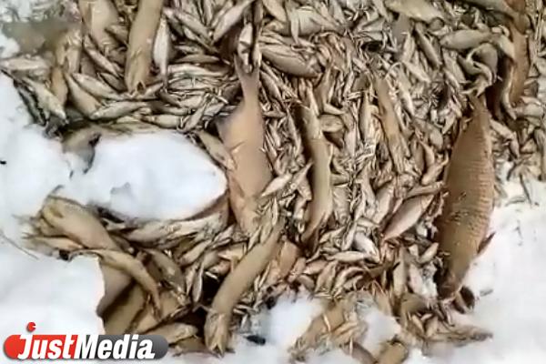 Прокуратура заинтересовалась массовым замором рыбы на реке Пышма - Фото 1