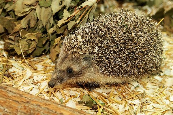 Главный синоптик екатеринбургского зоопарка еж Пых даст прогноз погоды на лето-2019 - Фото 1