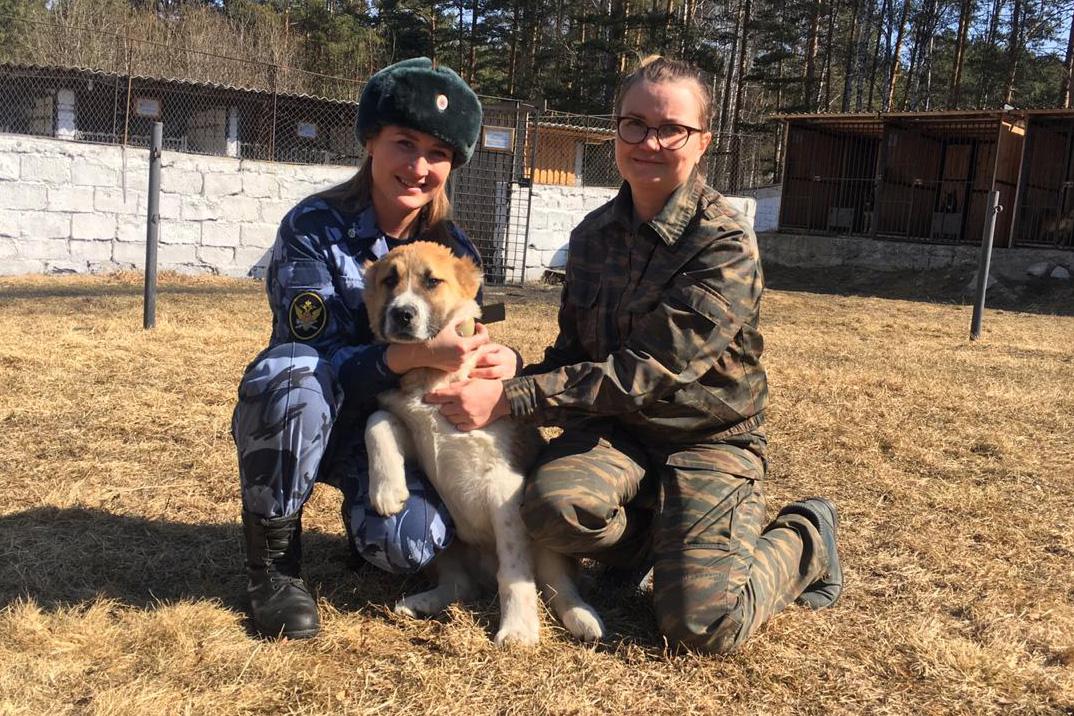Пять свердловских щенков овчарок отправились в Кировскую область охранять заключенных - Фото 1