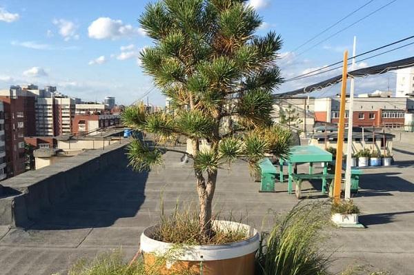 Деревьями с разгромленного сада на крыше многоэтажки озеленят один из жилых комплексов в Екатеринбурге - Фото 1