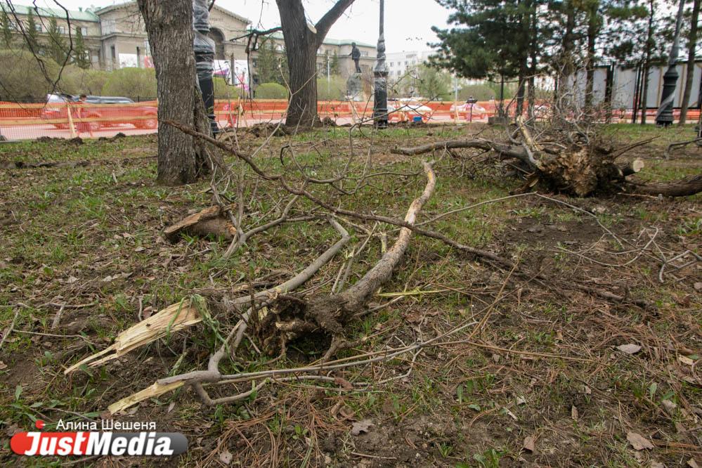 Подрядчик опроверг информацию о сносе деревьев в сквере за театром Урал Опера Балет - Фото 1