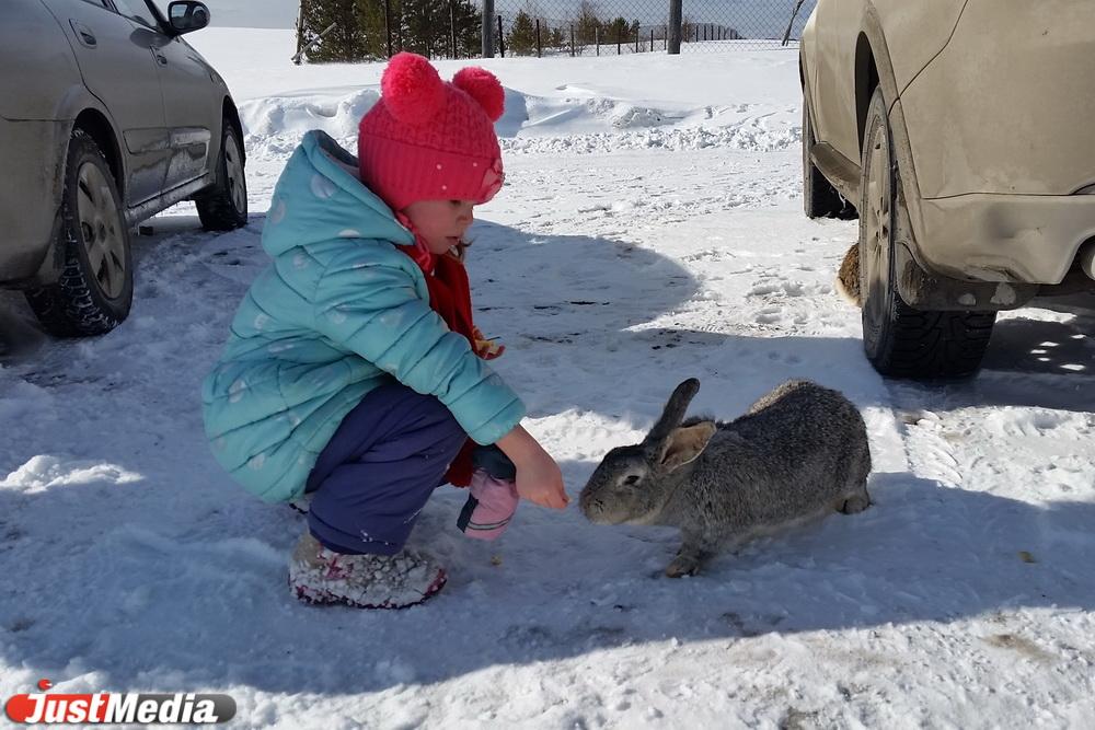 В Свердловской области диких животных прививают от бешенства - Фото 1