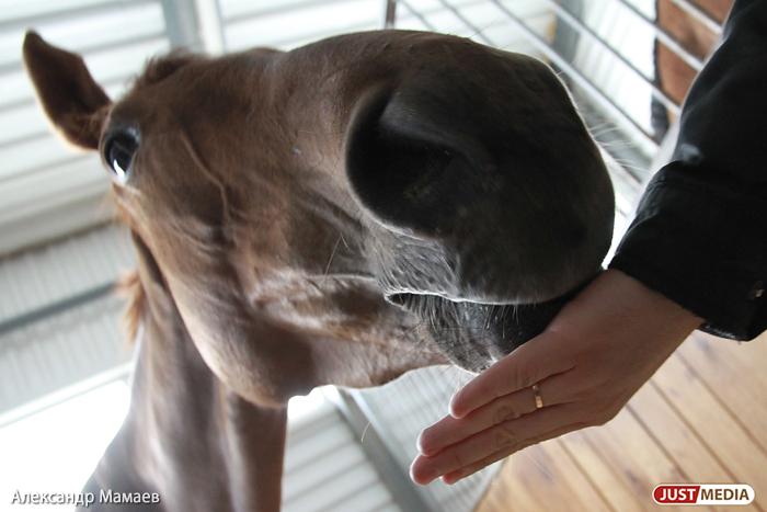 В Серове сгорела конюшня - Фото 1