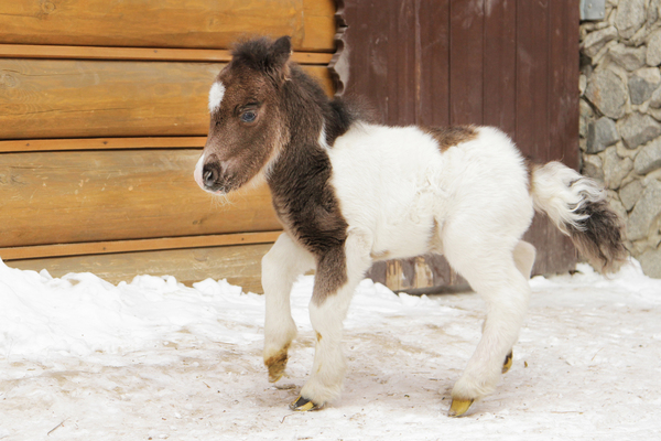 В Екатеринбургском зоопарке у американских лошадей родился жеребенок - Фото 1