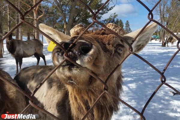 В свердловских лесах стало больше северных оленей, но сократилось число кабанов, лосей и волков - Фото 1
