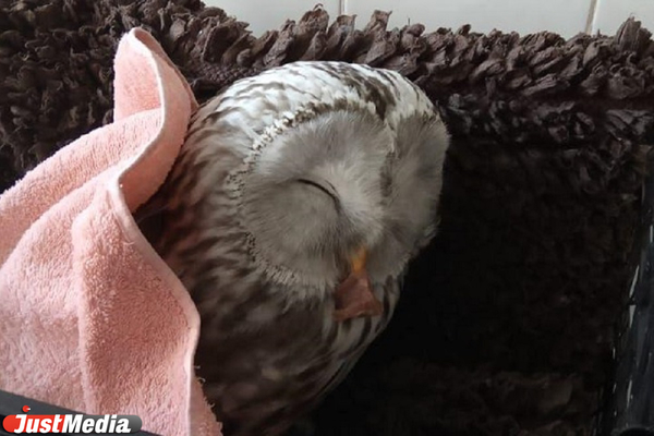 Екатеринбуржцы спасли сову, которую чуть не заклевали вороны - Фото 1