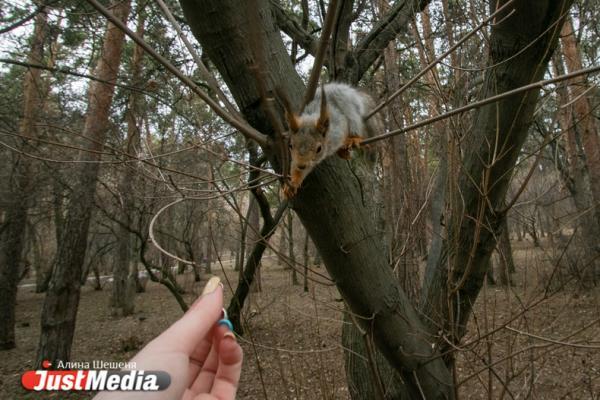 Мэрия Екатеринбурга не смогла выбрать подрядчика на благоустройство Зеленой рощи - Фото 1