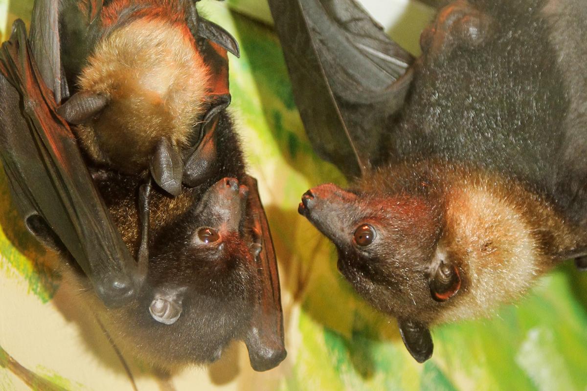 В семье летучих лисиц Лиля родился малыш - Фото 1