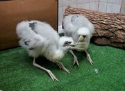 Фото с сайта московского зоопарка