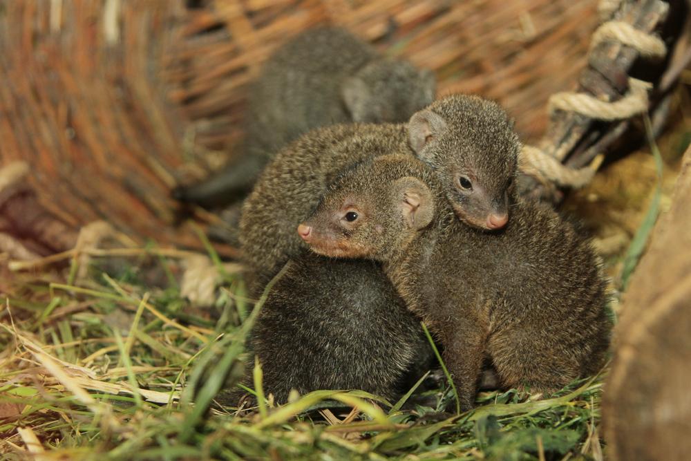 В екатеринбургском зоопарке у пары полосатых мангустов родились малыши - Фото 1