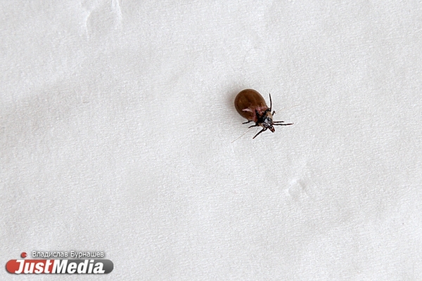 Клещи покусали более 30 тысяч свердловчан - Фото 1