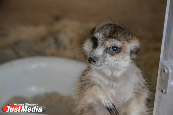 Свердловский сурикат Сурик отказывается работать в выходные. ZOOJUST - Фото 1