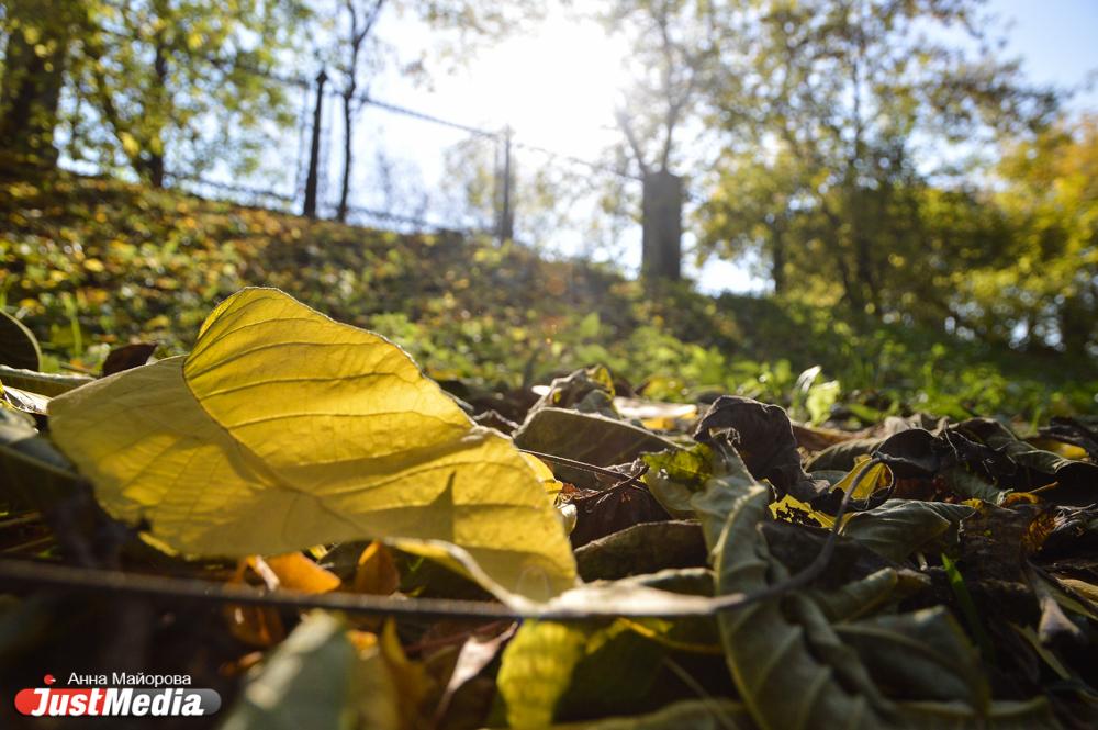 Переобулись. Бабьему лету в Екатеринбурге быть? - Фото 1