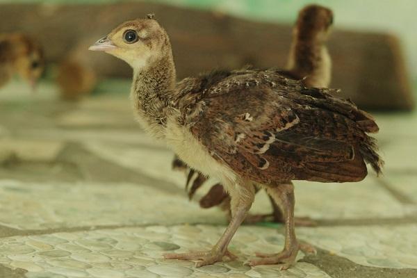 Павлины из екатеринбургского зоопарка дали потомство - Фото 1