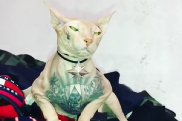 Фото из инстаграма Рустафа Шафиева.