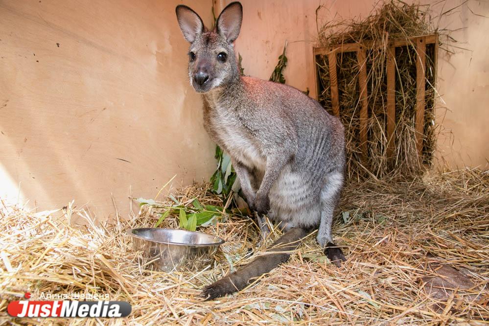 Кенгуру Вольтик из екатеринбургского зоопарка «влюбился» в юннатку Женечку. ZOOJUST - Фото 1