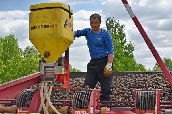 Картофель, морковь и свекла уродились на Урале лучше, чем в прошлом году