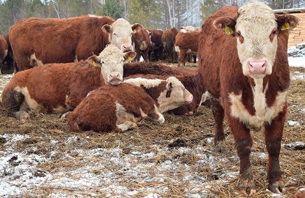 Молочные реки, мясные берега: власти делают ставку на поддержку фермеров