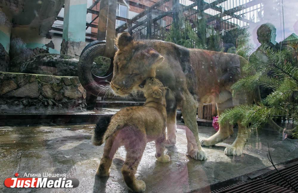 Львица из Ялты сделала екатеринбургского царя зверей подкаблучником. ZOOJUST - Фото 1