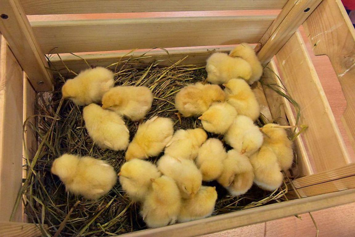 Будут разводить пчел, кур и коз: 22 фермера получат четыре миллиона рублей на развитие своего дела - Фото 1