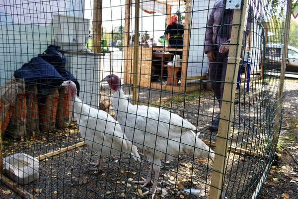 Варить сыр и проводить экскурсии: фермеров научат вести успешный агробизнес