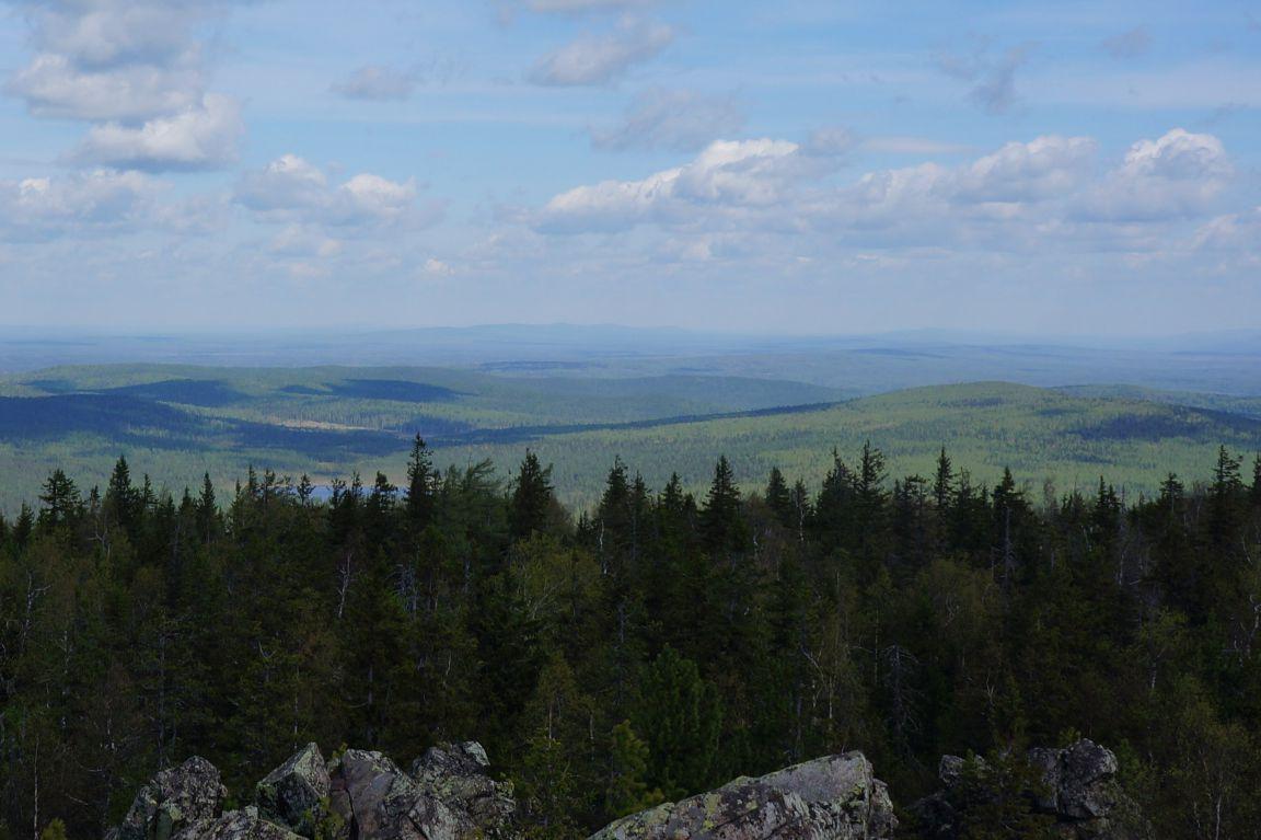 Зеленое «море»: в этом году в области восстановят 27 тысяч гектаров леса - Фото 1