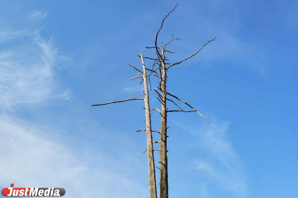 Благоустройству Зеленой рощи мешают собачники - Фото 1