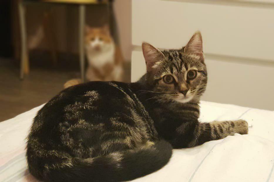 Коты школьников и студентов выступят за равные права и подарят уют - Фото 1