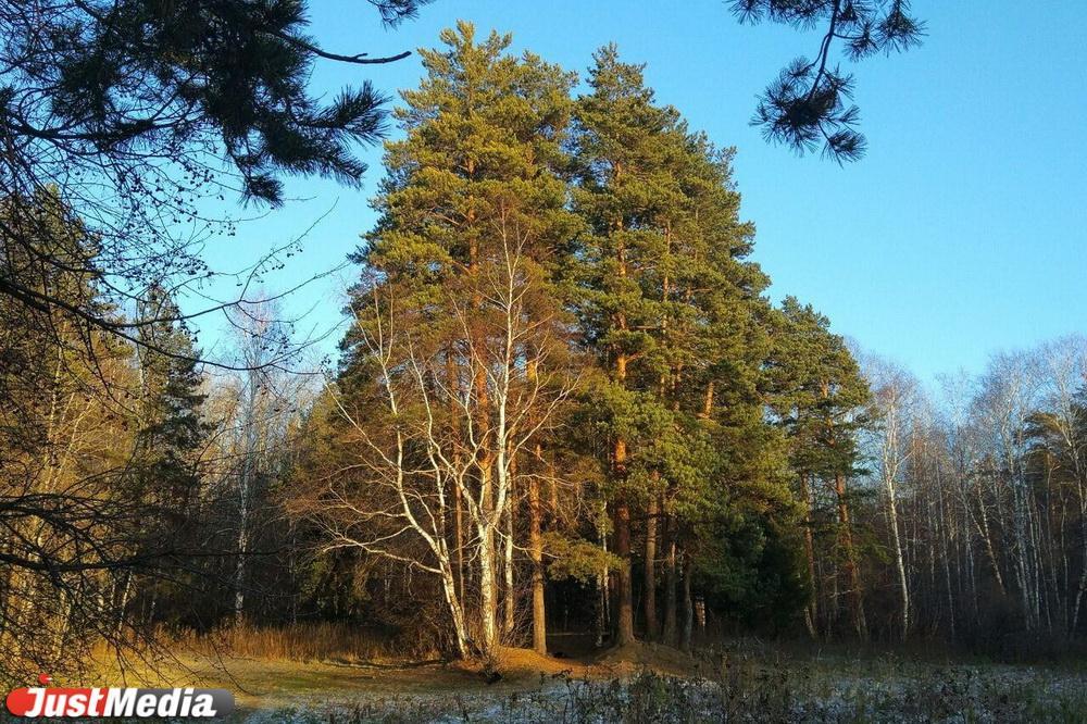 Подрядчик строительства ЖК «Светлый» заплатит 300 тысяч рублей за порчу хвойных деревьев в парке «Лесоводов России»  - Фото 1