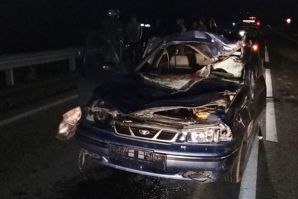 В Свердловской области водитель Daewoo сбил насмерть лося и погиб сам - Фото 1