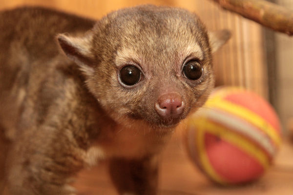 В Екатеринбургском зоопарке в семье тропических енотов кинкажу родился малыш Кай - Фото 1