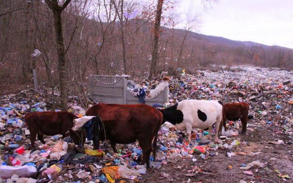 В Шале домашние коровы облюбовали незаконную свалку - Фото 1
